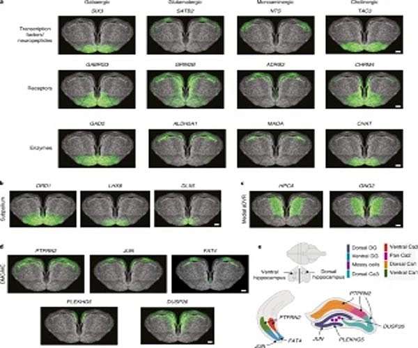 Molecular Tomographer algorithm maps gene expression in space