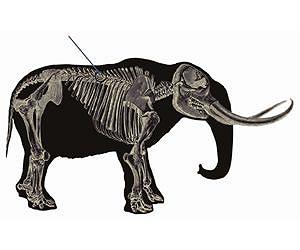 Humans may have driven ancient mastodons into 'civil war'