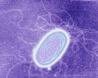 Experiment and theory unite at last in debate over microbial nanowires