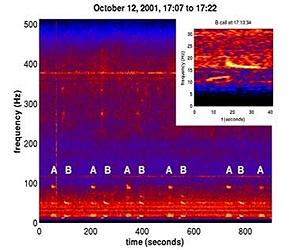 Blue Whales Align The Pitch Of Their Songs With Extreme Accuracy