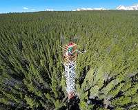 A forest 'glow' reveals awakening from hibernation