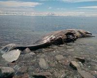 Dead sperm whale in Indonesia found with 6 kg of plastic in stomach