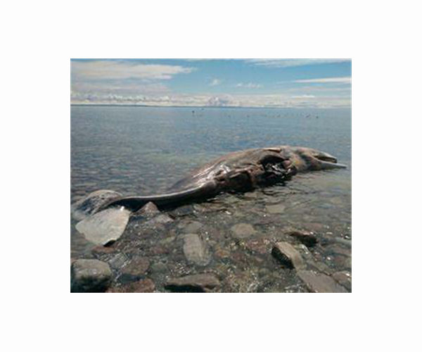 Sperm whale dies after rare foray into shallow Australian waters