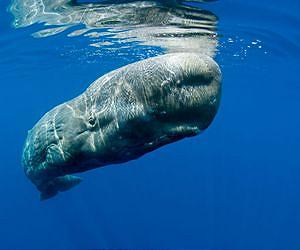 Faecal attraction: Whale poop fights climate change