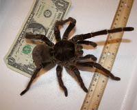 Scientist documents encounter with Goliath birdeater