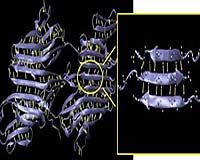 CEE Researchers Unravel The Secrets Of Spider Silk's Strength