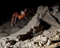Tough stuff: Spider silk enhanced with graphene-based materials