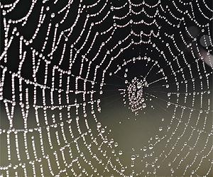 Investigating How Spiders Spin Their Silk, Researchers Unravel A Key Step