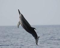 Dolphins squeal with delight: study