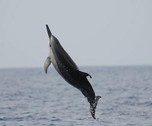 New Maps May Reduce Tourism Impacts on Hawaiian Dolphins