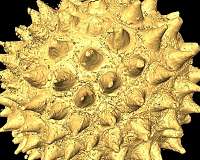 Research sheds new light on 'world's oldest animal fossils'