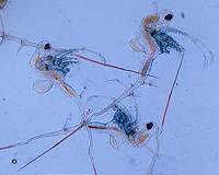 Spiny water flea invading Vermont and there's nothing environmental officials can do