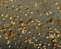 Ocean acidification changes balance of biofouling communities