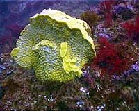 Marine Sponge Yields Nanoscale Secrets