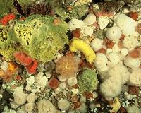 Scientists develop rapid cell lines for marine sponges