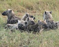 Fossil teeth show packs of hyenas roamed the ancient Arctic