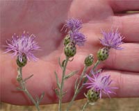 Climate Change's Impact On Invasive Plants In Western US May Create Restoration Opportunities