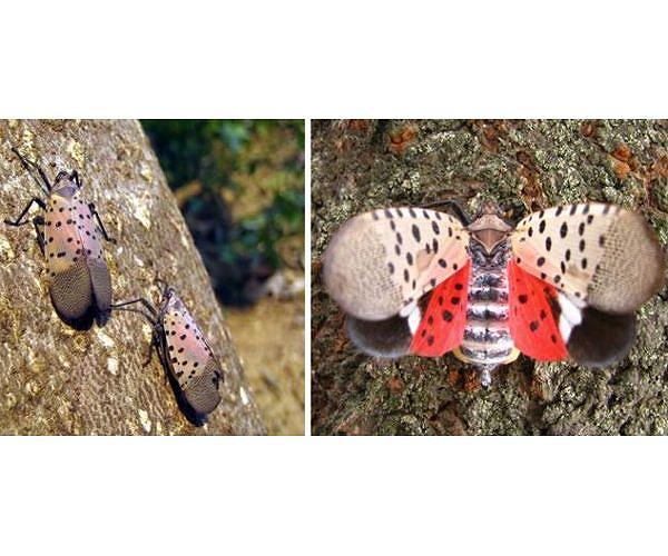 In US, invasive spotted lanternflies are devastating crops