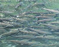 Link confirmed between salmon migration, magnetic field