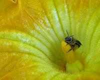 Europe urged to expand pesticide ban for bees' sake