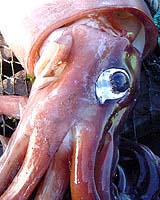 Tracking Sperm Whales And Jumbo Squid