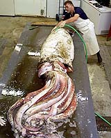 Giant Squid Caught On Camera