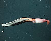 Researcher Makes First Observation of Squid Caring for Eggs
