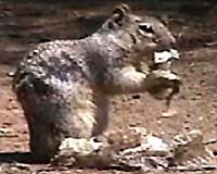 Squirrels Use Snake Scent