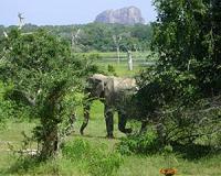 Fad for 'lucky' tail hair threatens Vietnam elephants