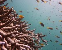 Hope for corals as baby reef-builders cope with acidifying oceans