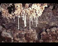 Crystalline Life Patterns