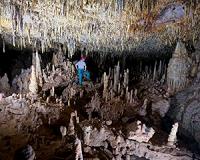 The Nullarbor Plain's ancient forests revealed