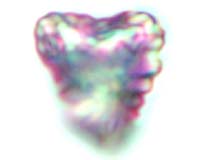 Stardust Samples Turning Cometary Science On Its Head