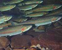 Researchers measure fish abundance in lakes using a few water samples