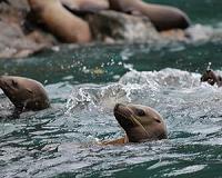Oregon town hopes replica orca scares resident sea lions