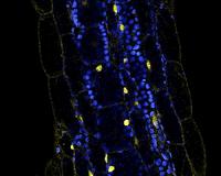 Cellular sensor helps plants find light