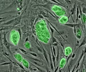 Sorting stem cells