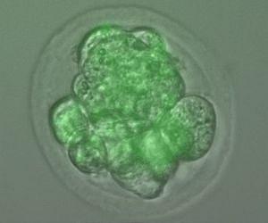 Baby born from embryo frozen 19 years