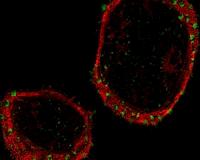 Stem cells are a soft touch for nano-engineered biomaterials