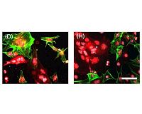 Advance could help grow stem cells more safely