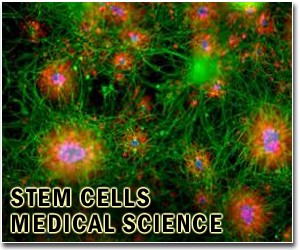 First stem cell clinical trial described