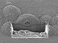 Keep It Clean Says NASA