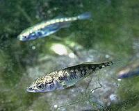 Armoured Fish Study Helps Strengthen Darwin's Natural Selection Theory