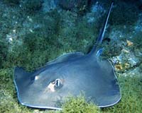 Lay Off The Stingrays Warns Australian Environoment Minister