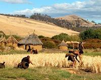 New test for ancient DNA authenticity throws doubt on Stone Age wheat trade