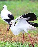 Max The Stork Achieves World Record For Satellite Tracking