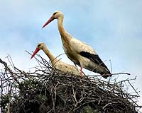 Off The Endangered List: Storks Make A Comeback In Portugal