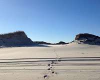 Invasive sedge protects dunes better than native grass