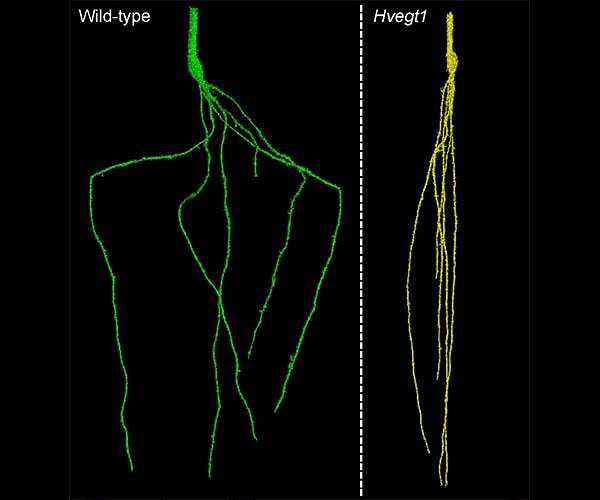 Designing roots to reach new depths could help carbon storage in soil