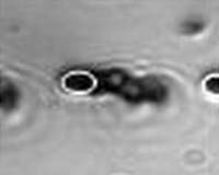 Magnetic Computer Sensors May Help Study Biomolecules